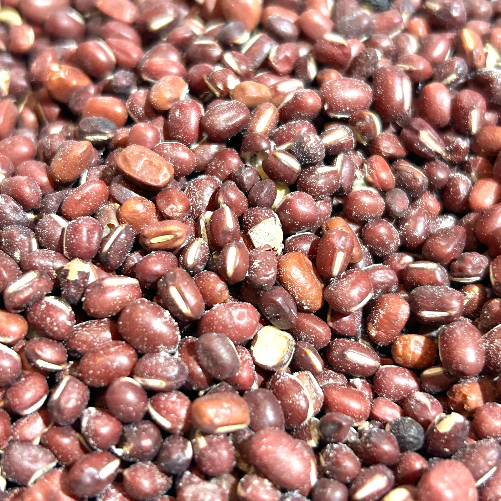 Porotos Aduki SALVE LA TIERRA 500g