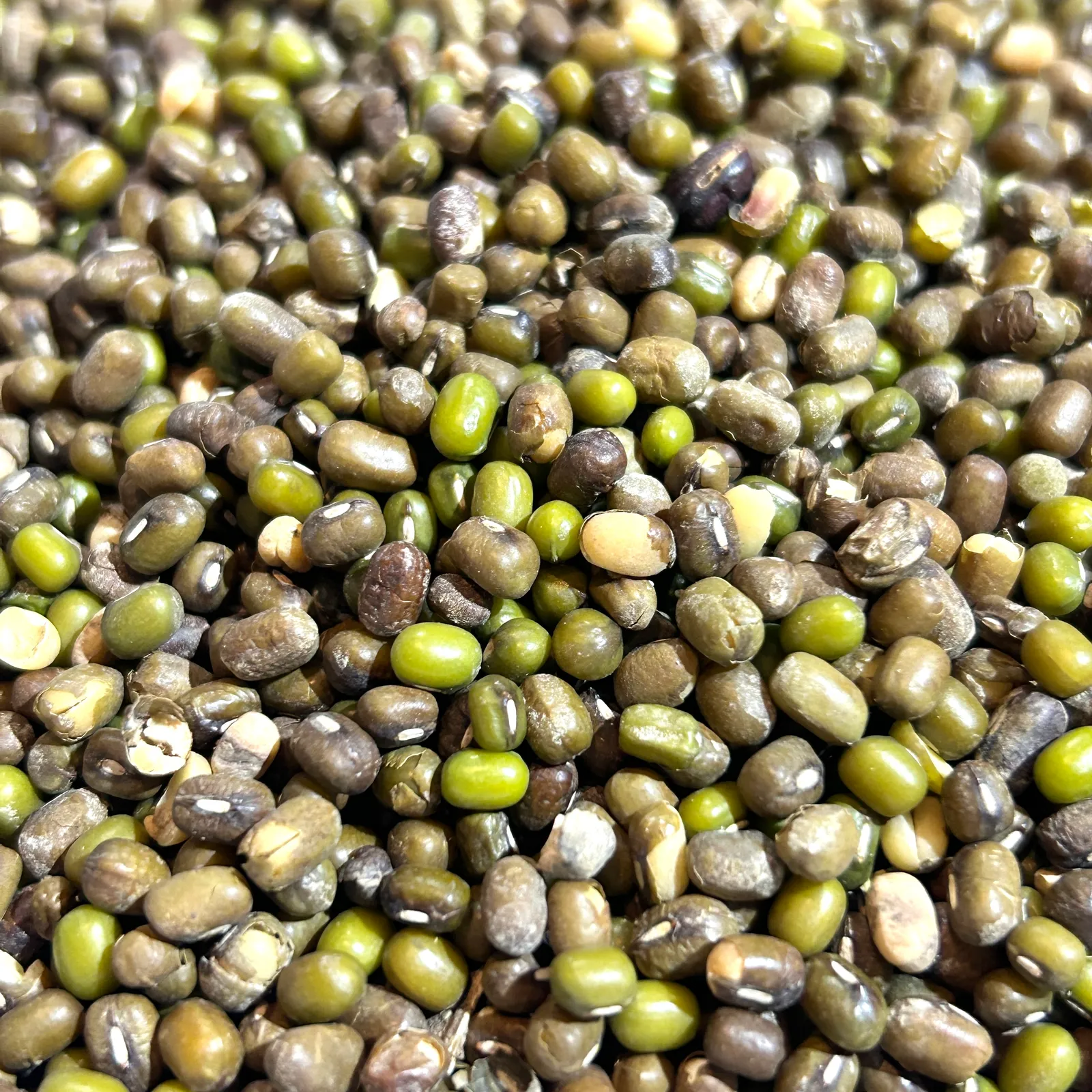 Porotos Mung SALVE LA TIERRA 500g